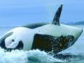 Baleine 004